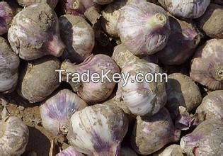 Alho/Ajo/Garlic lowest price