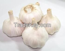 Alho/Ajo/Garlic lowest price