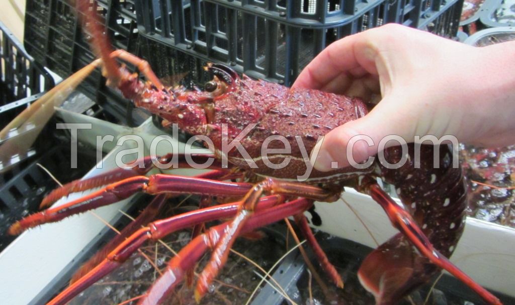 Live,frozen and whole lobsters grade A