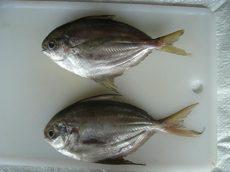 Whole Butterfish