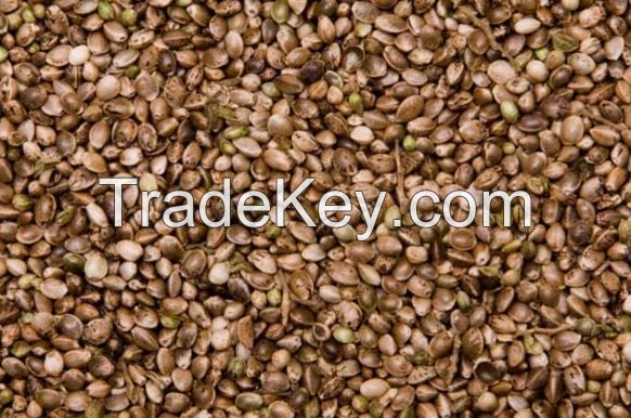 Saffon seeds