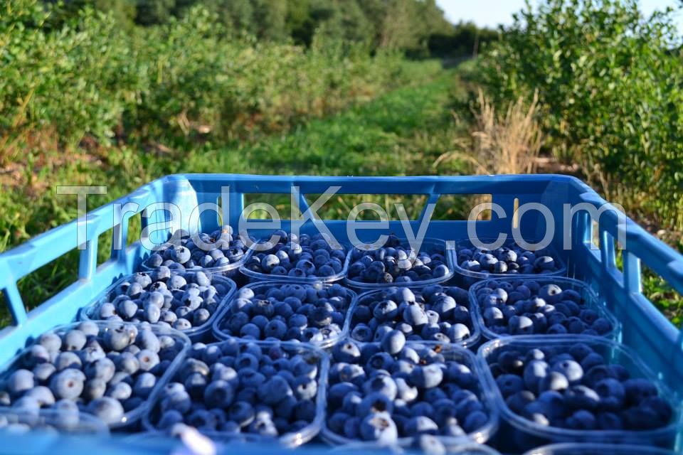 Fresh Blueberries