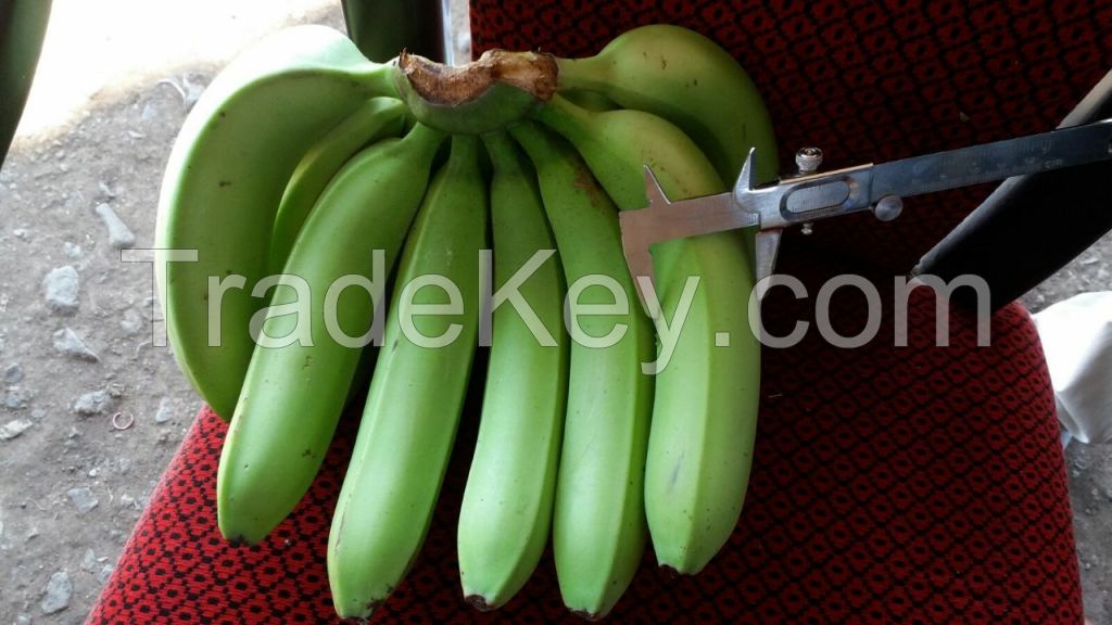 FRESH GREEN CAVENDISH BANANA