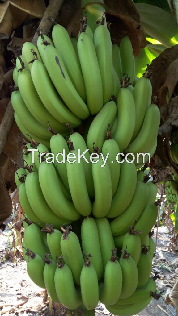 FRESH GREEN CAVENDISH BANANA