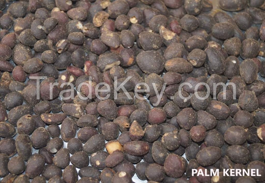 Palm Kernel