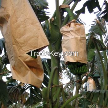 Banana growing paper bags