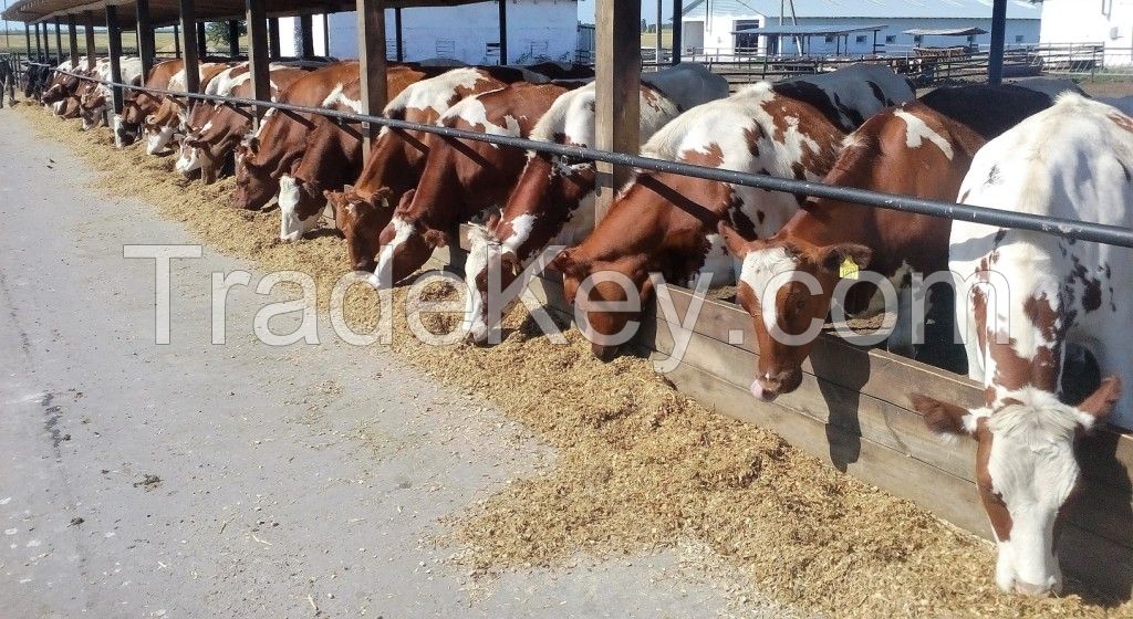 Breeding pregnant heifers 