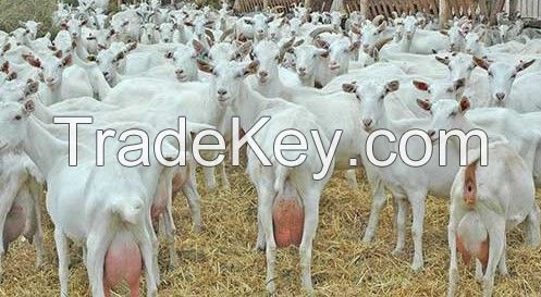 Breeding goats