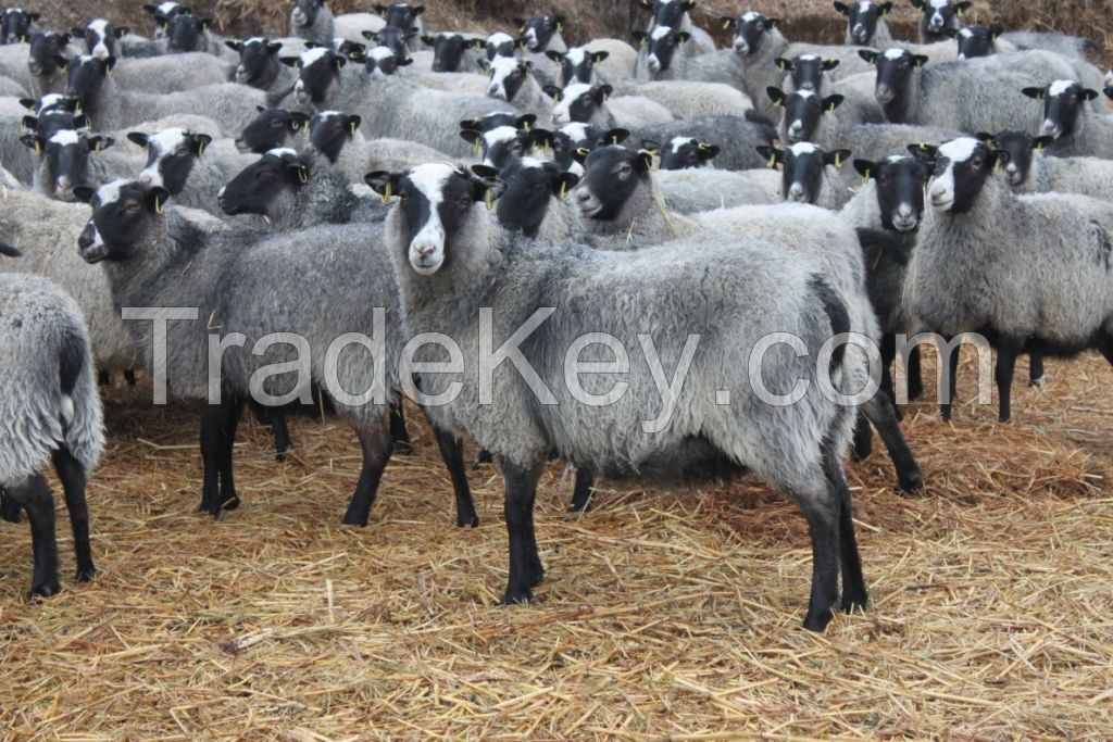 Breeding Sheep of Romanov breed