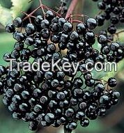 Black Currant Extract 