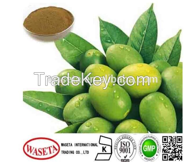 Olive leaf extract / Olea Europaea L./Oleuropein