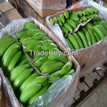 Fresh Class A Green Cavendish Bananas Of Ecuador