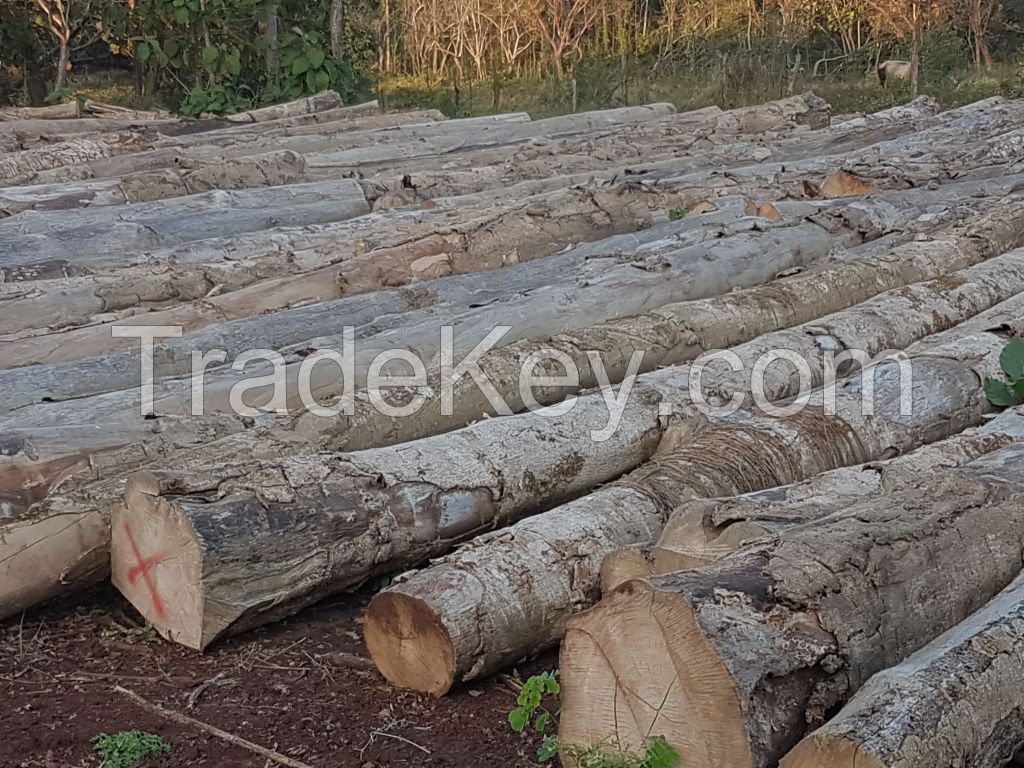 Gmelina logs, melina logs, gamhar, white teak, or Kashmir tree