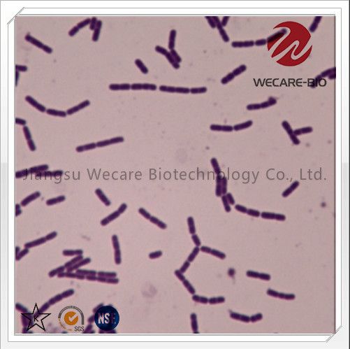 Lactobacillus Casei OEM Probiotics