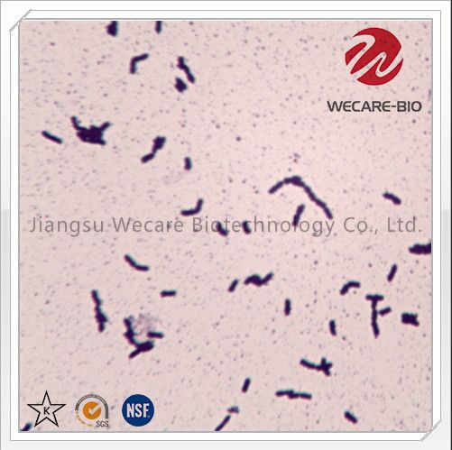 Lactobacillus Salivarius Probiotics Potency 300 billion CFU/g