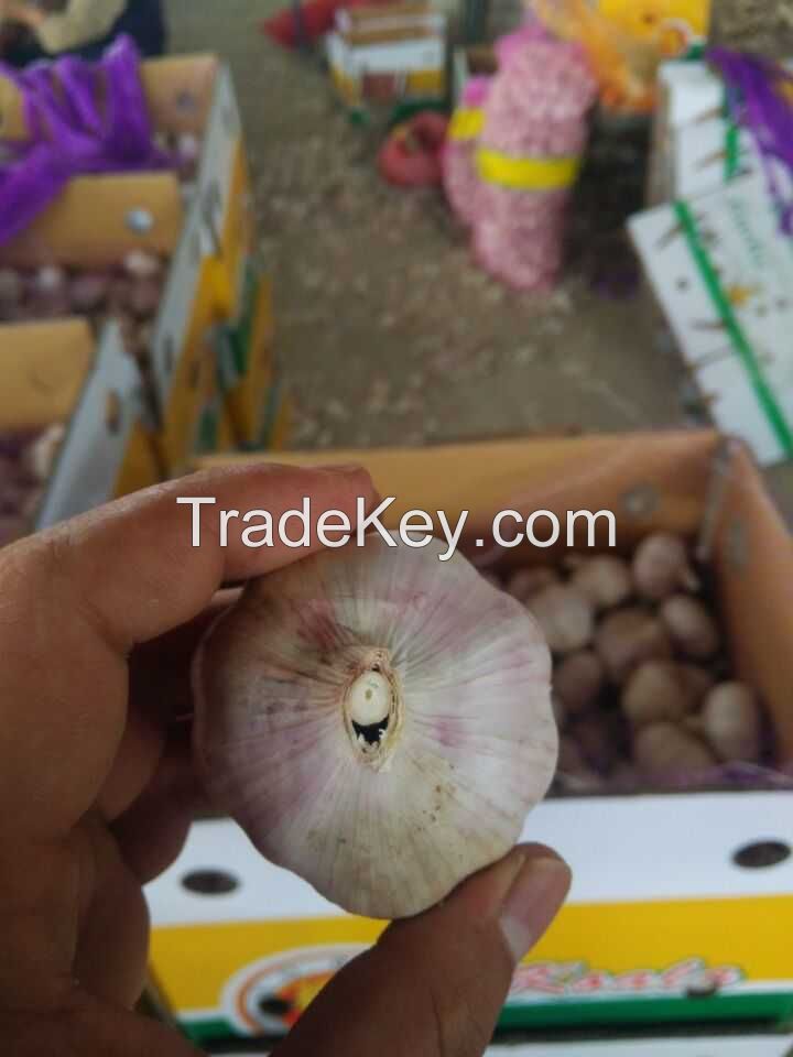   Chinese Garlic