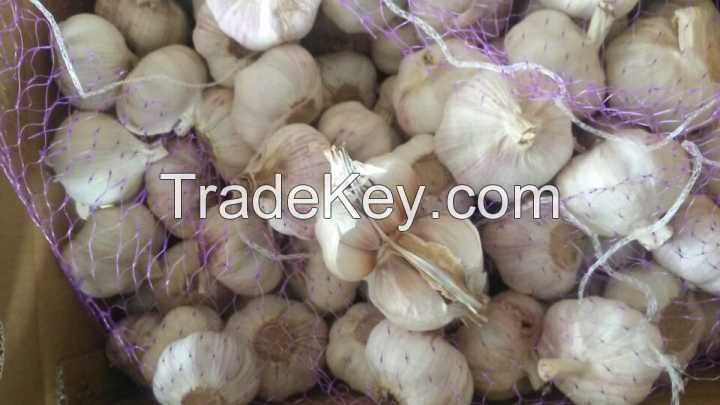   Chinese Garlic