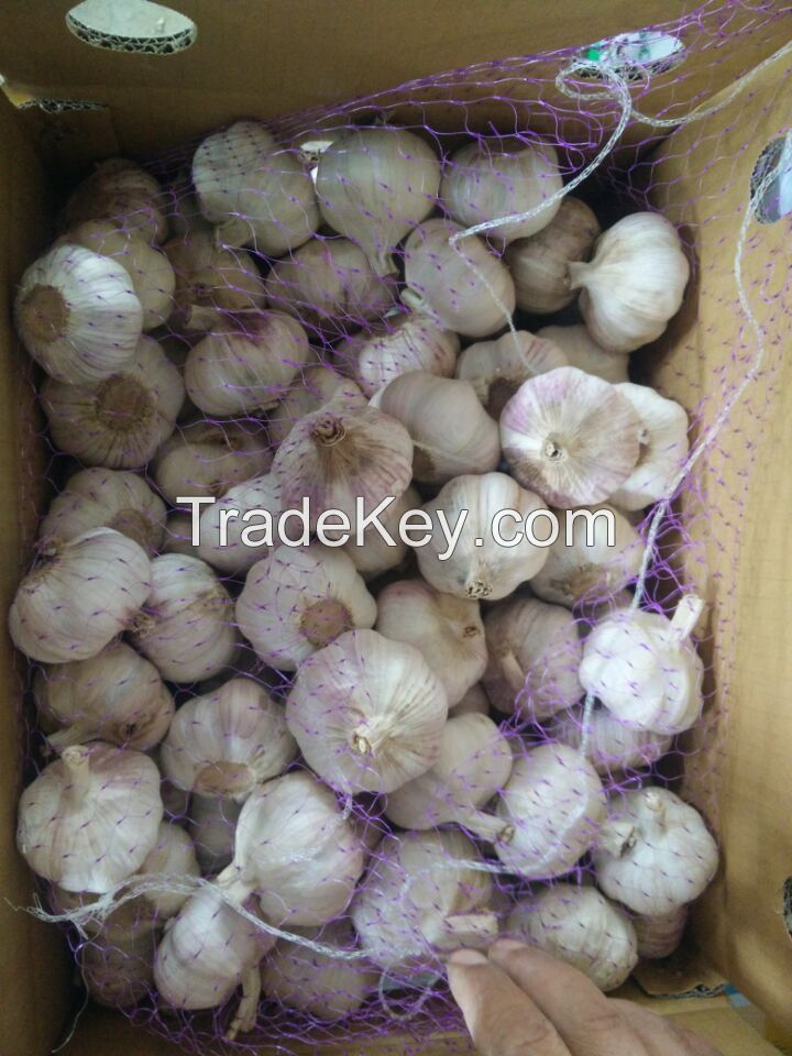   Chinese Garlic