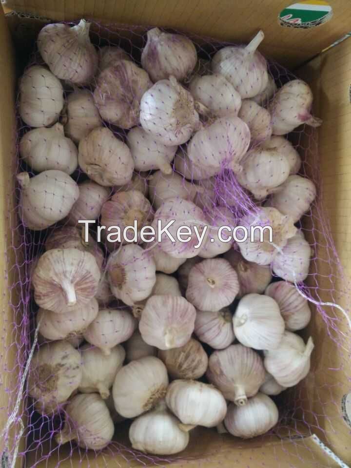   Chinese Garlic