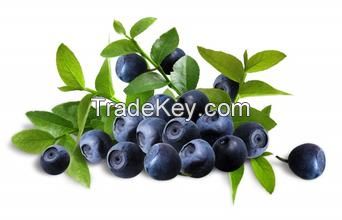 Cranberry/Bilberry Extract Proanthocyanidins PAC by D-MAC Method