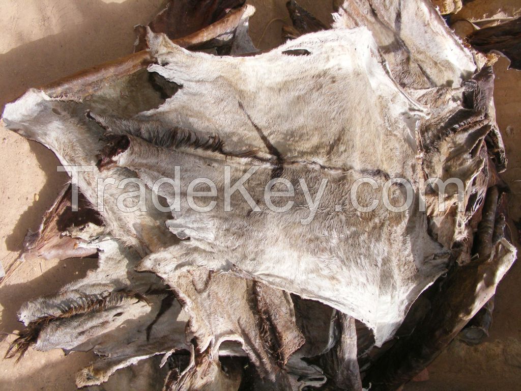 Salted donkey skins