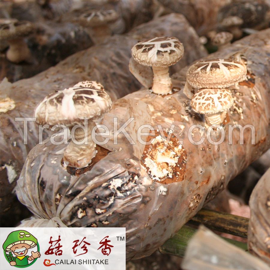 Dried Shiitake Mushroom Spawn with High Quility