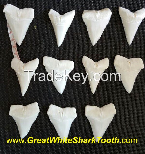 Full Great White Shark Tooth From Same Jaw