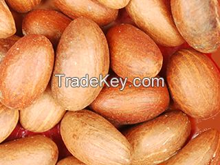 BITTER KOLA NUTS