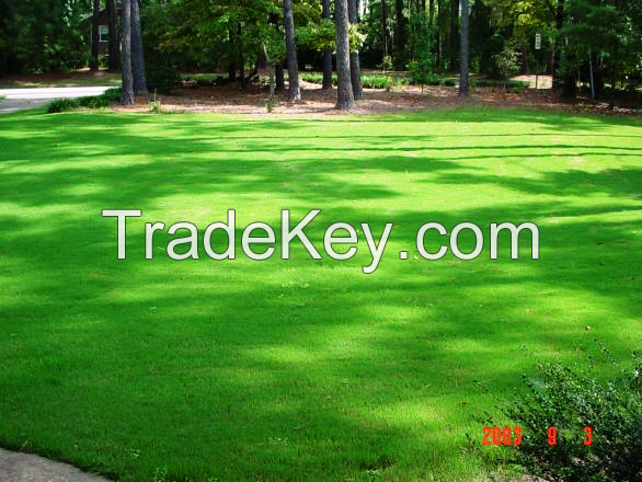 Arabica lawn grass