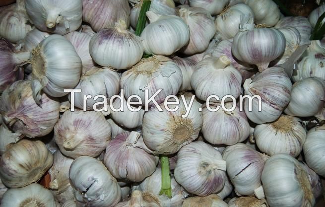 high quality fresh garlic price Pure White Garlic alho fresh garlic