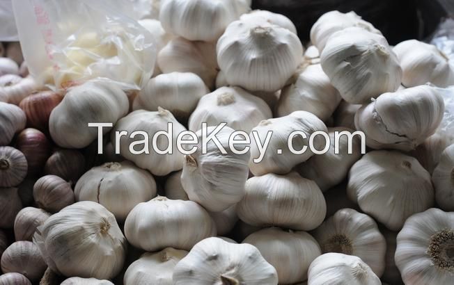 high quality fresh garlic price Pure White Garlic alho fresh garlic