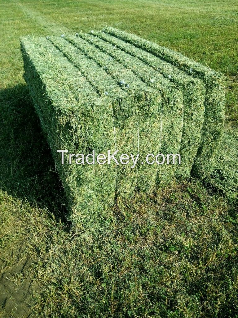 Alfalfa hay in bales