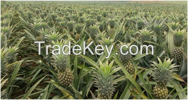 Fresh Pineapple