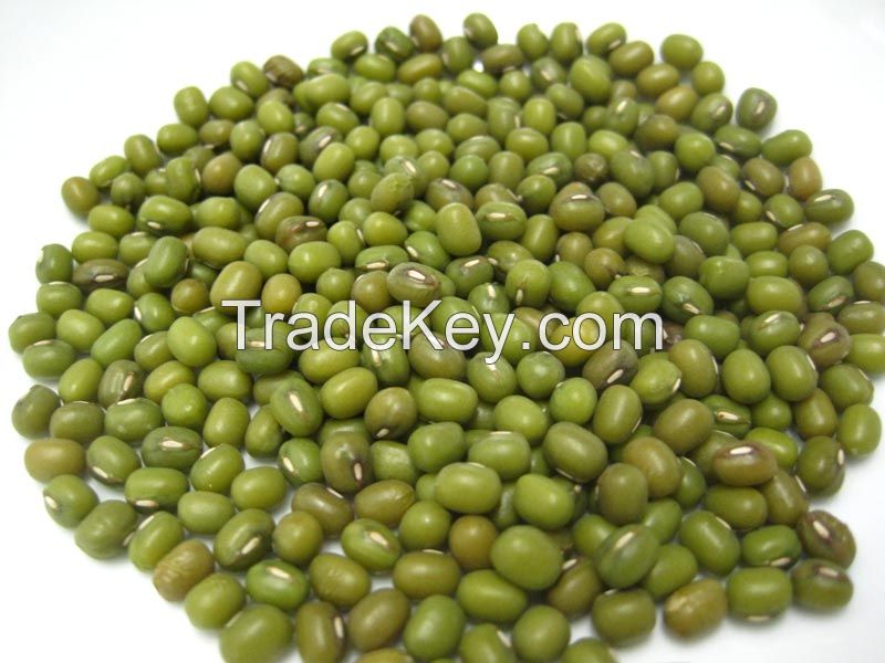 Mung Beans Type and Dried Style myanmar green mung bean