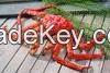 Live king crabs, Shrimps and lobsters