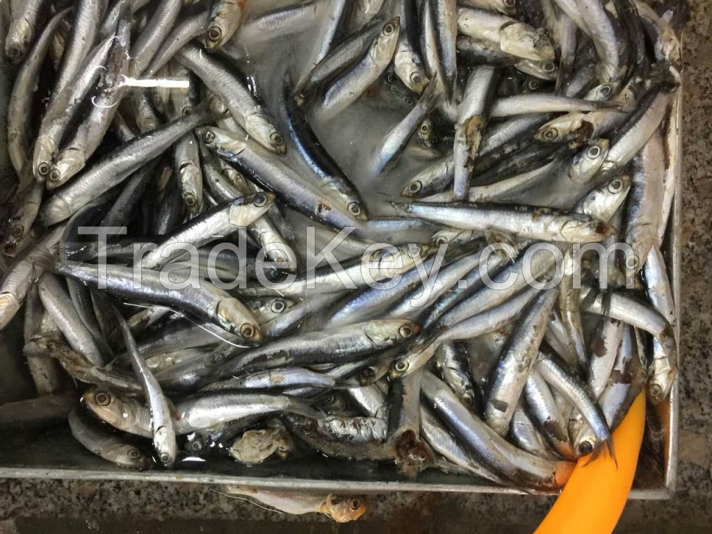 Frozen fresh anchovy