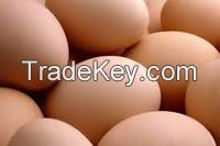 Best Quality Organic Fresh Chicken Table Eggs & Fertilized Hatching Eggs At Affordable Prices