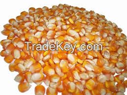 Top Quality Dried Yellow / White Corn