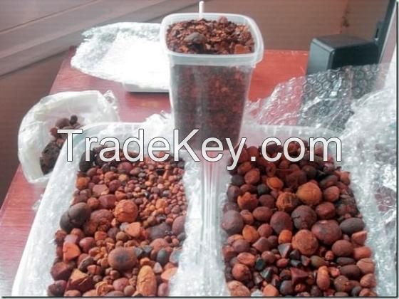 Cow / Ox / Cattle Gallstones