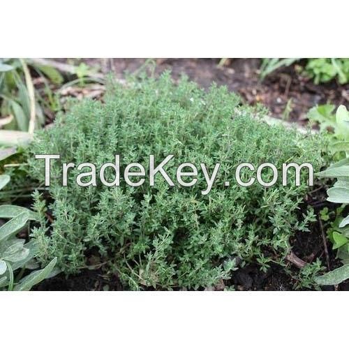 Thyme foliage 