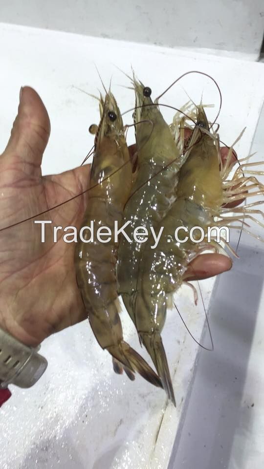 South Carolina Low Country White Shrimp Head On