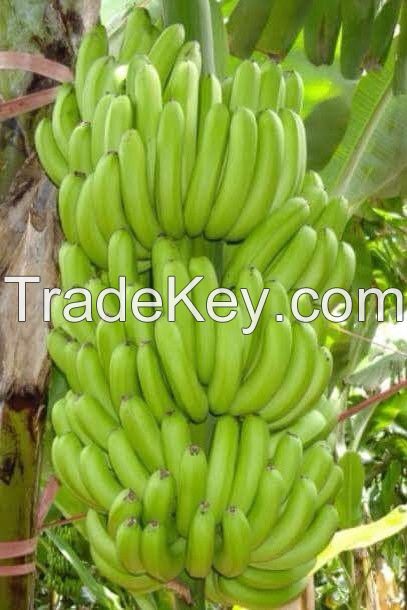 Vietnam Fresh Cavendish Banana