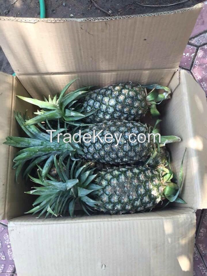 Fresh MD2 Pineapple