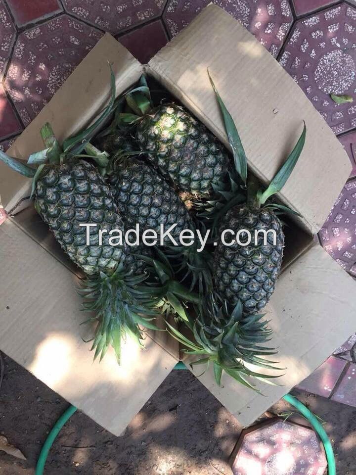 Fresh MD2 Pineapple