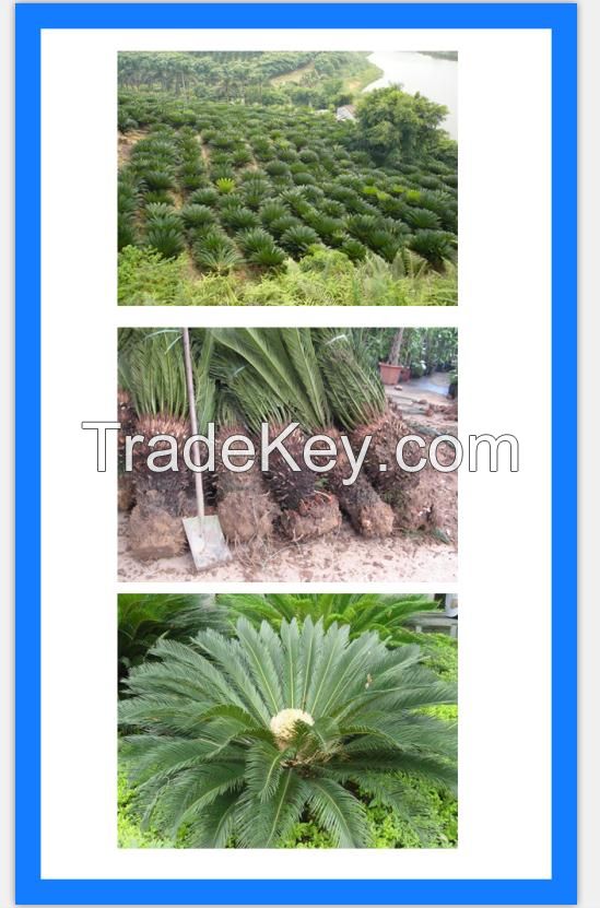 Cycas Revoluta, Sago Palm, King Sago, Sago Cycad, Sotets, Japanese Sago Palm