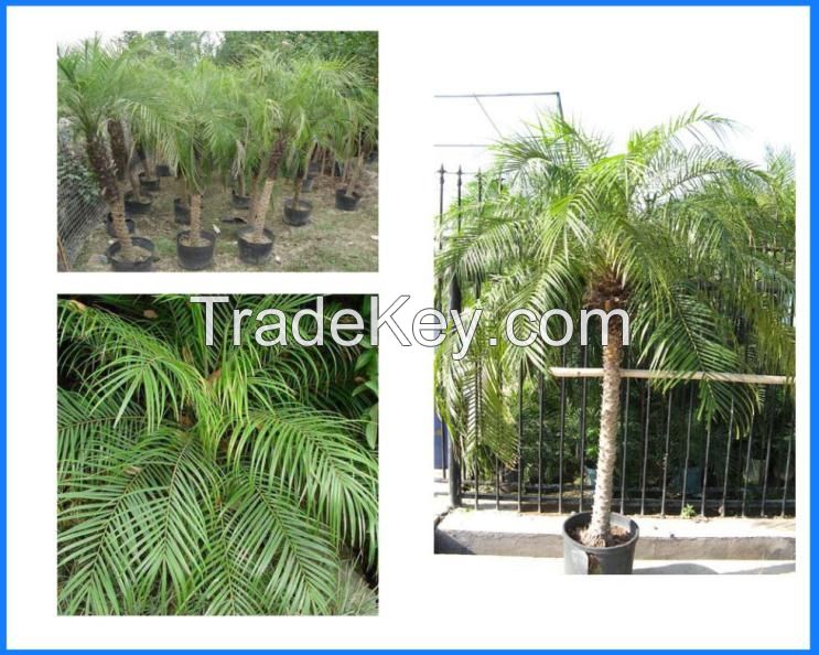 Phoenix Roebelenii, Roebelenii, Pygmy Date Palm, Miniature Date Palm