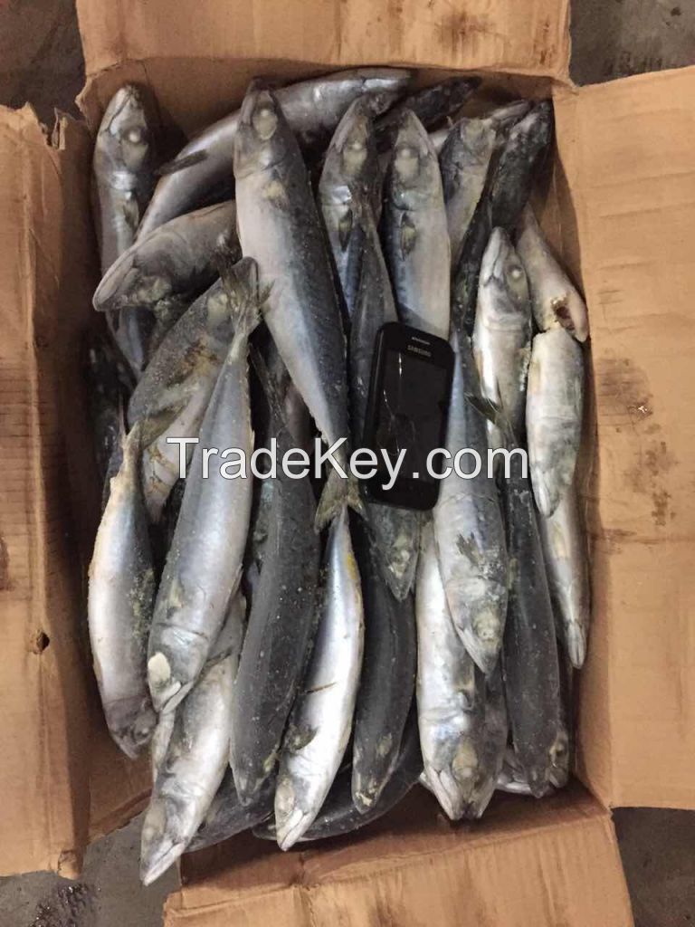 pacific mackerel