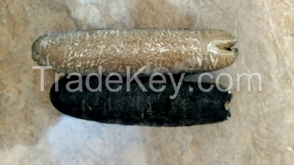 Sri Lankan Sea Cucumber