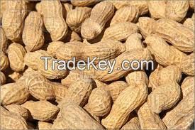 Walnuts wholesale price