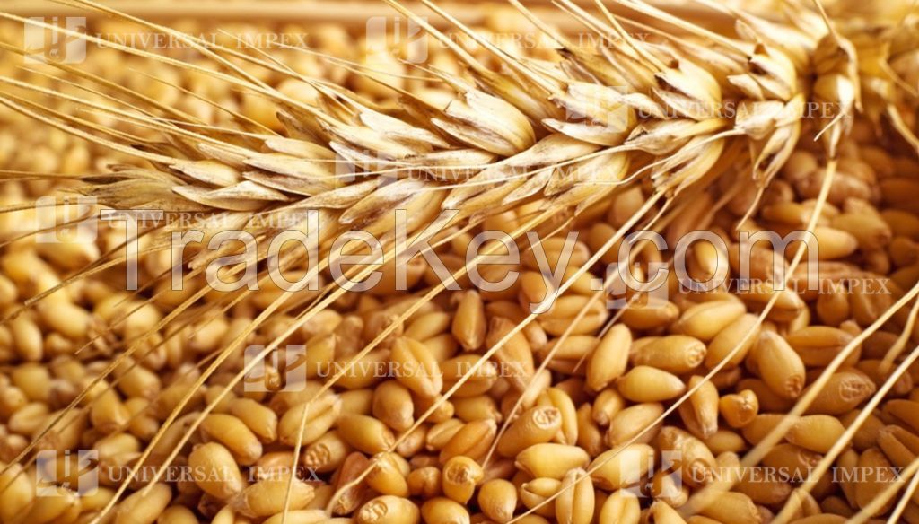 Wheat